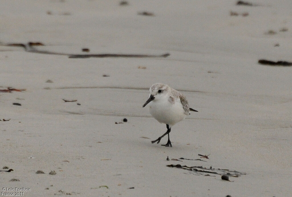 Bécasseau sanderling