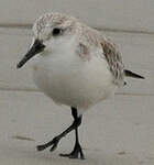 Bécasseau sanderling