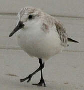 Bécasseau sanderling