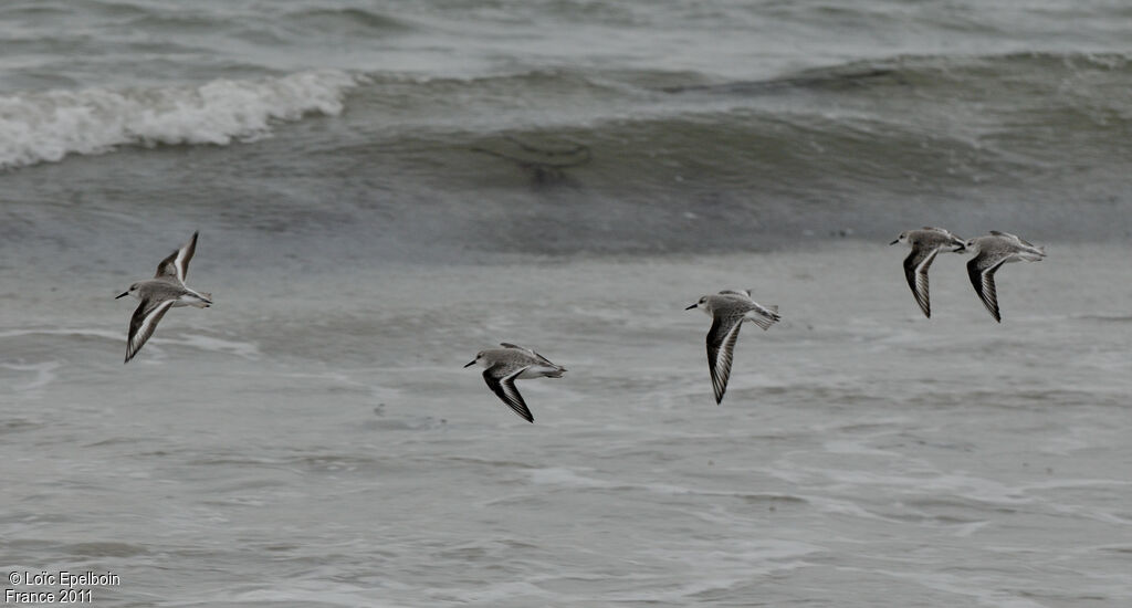 Bécasseau sanderling