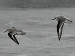 Bécasseau sanderling