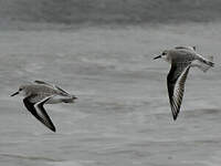 Bécasseau sanderling