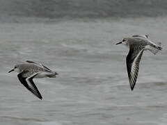 Sanderling