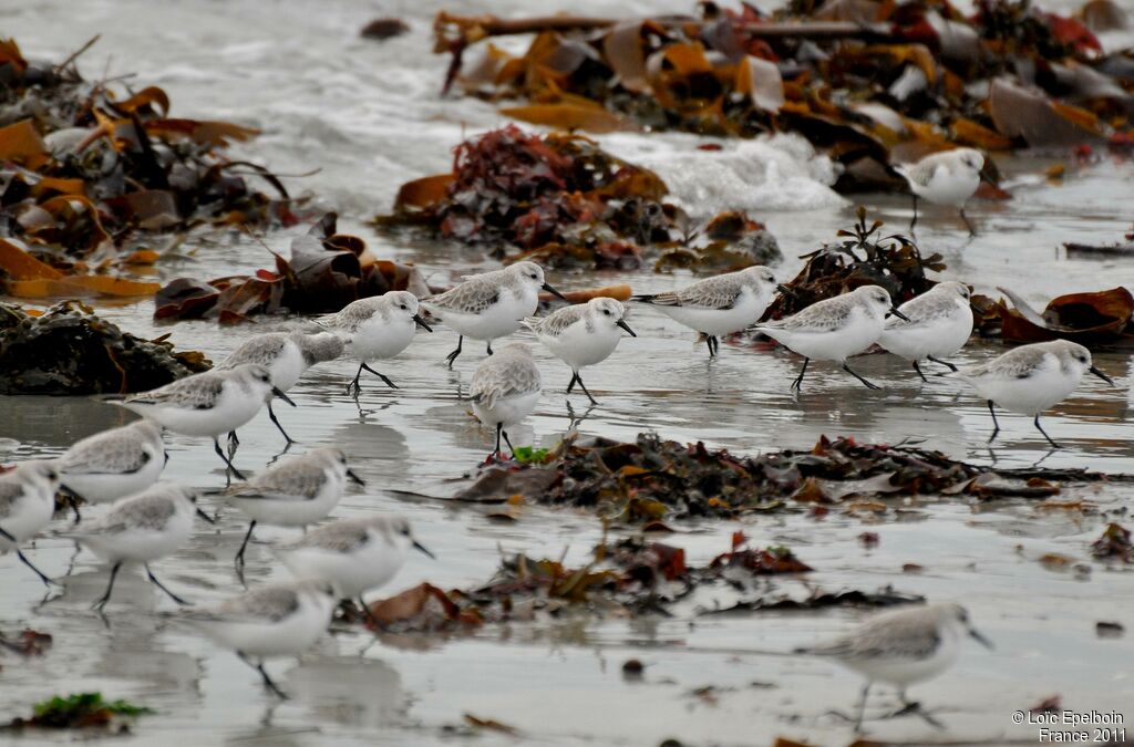 Bécasseau sanderling