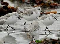 Bécasseau sanderling