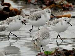 Sanderling