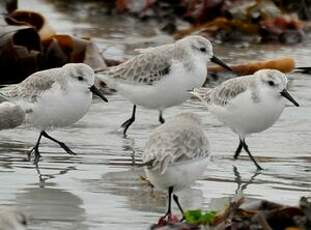 Bécasseau sanderling