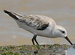 Bécasseau sanderling