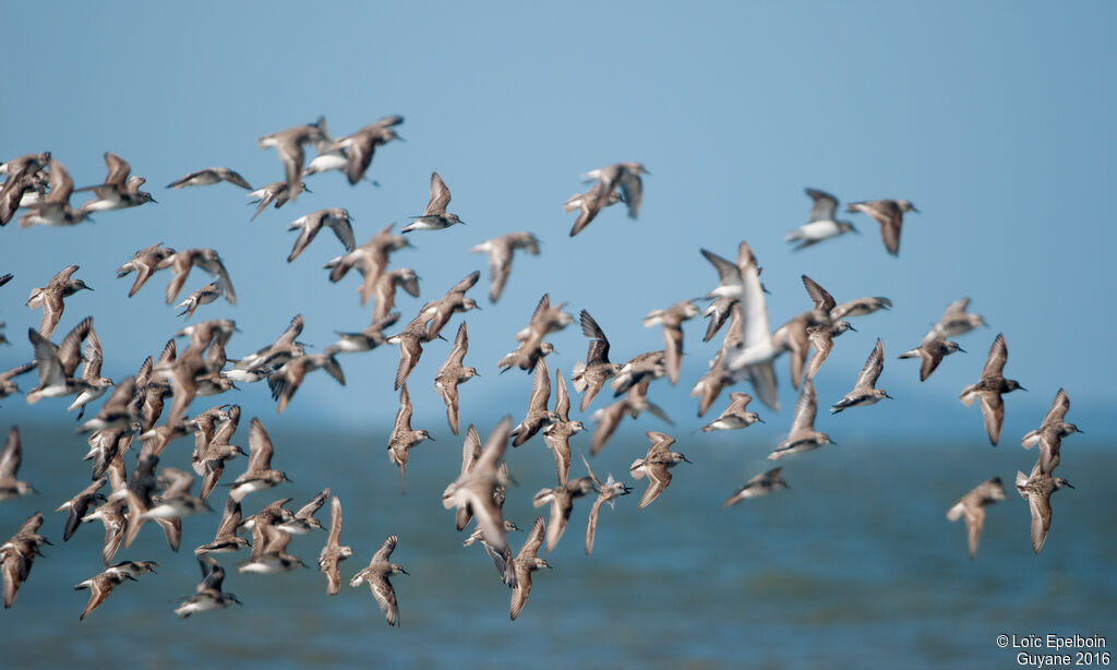 Semipalmated Sandpiper