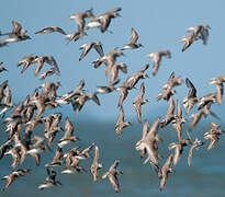 Semipalmated Sandpiper