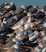 Semipalmated Sandpiper