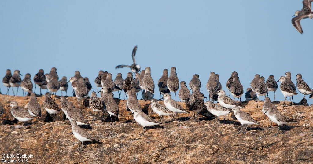 Semipalmated Sandpiper