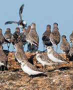 Semipalmated Sandpiper