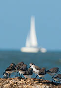 Semipalmated Sandpiper