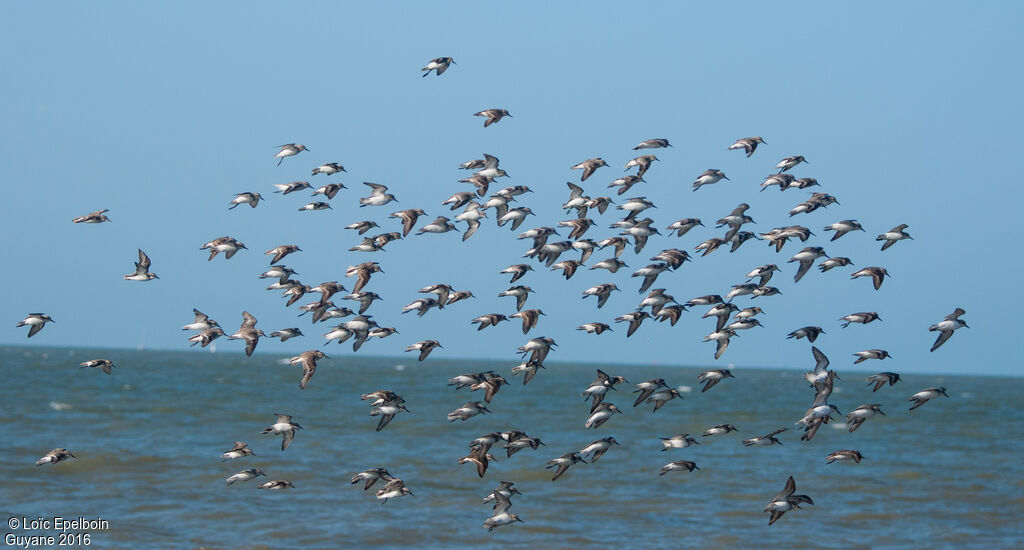 Semipalmated Sandpiper