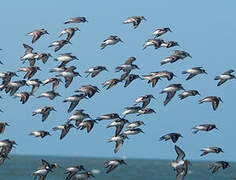 Semipalmated Sandpiper