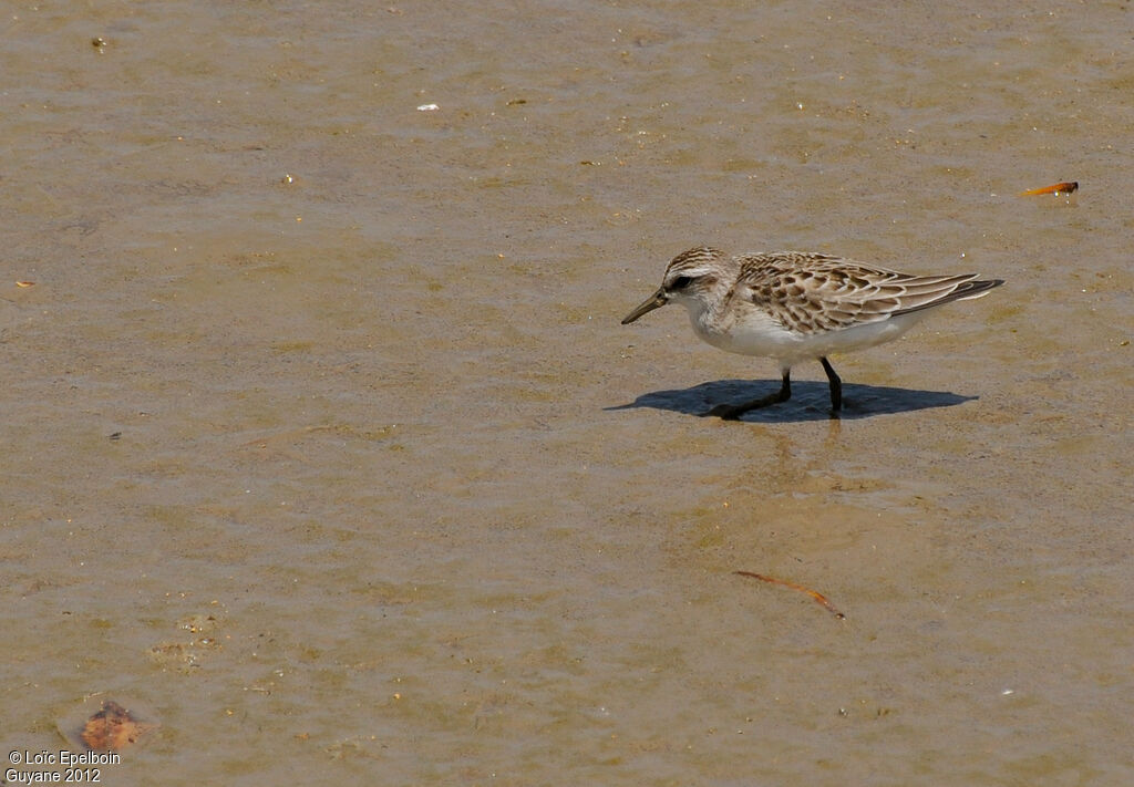 Semipalmated Sandpiper