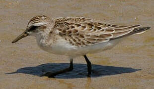 Semipalmated Sandpiper