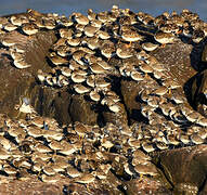 Semipalmated Sandpiper