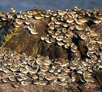 Semipalmated Sandpiper