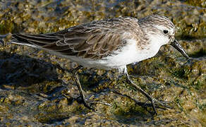 Semipalmated Sandpiper