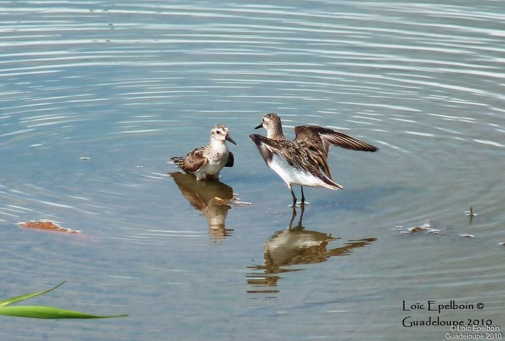 Semipalmated Sandpiper