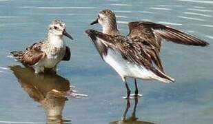 Semipalmated Sandpiper