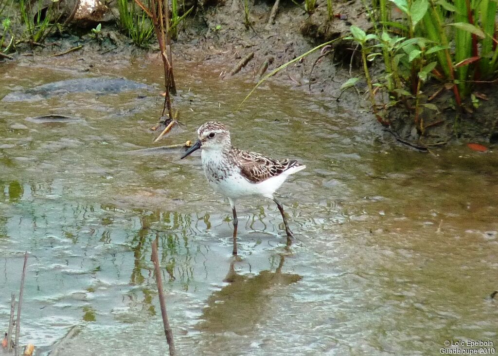 Semipalmated Sandpiper