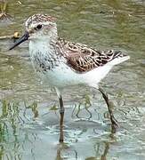 Semipalmated Sandpiper