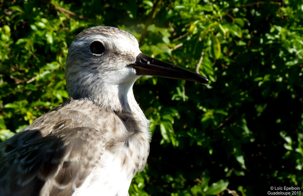 Semipalmated Sandpiper