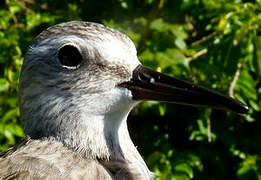 Semipalmated Sandpiper