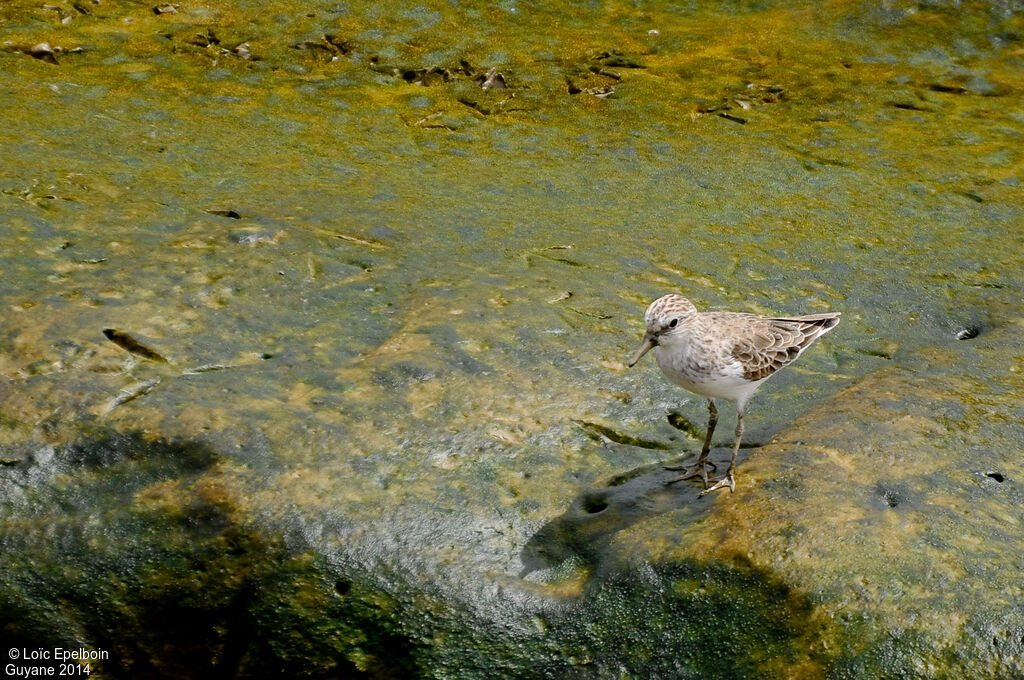 Semipalmated Sandpiper