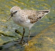 Semipalmated Sandpiper