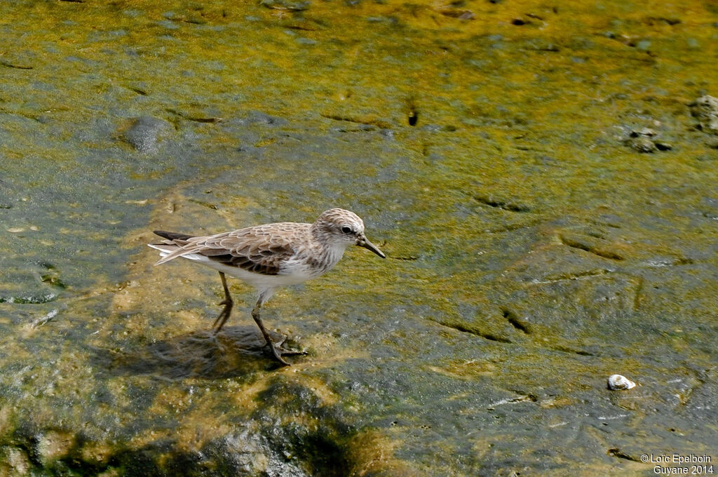 Semipalmated Sandpiper