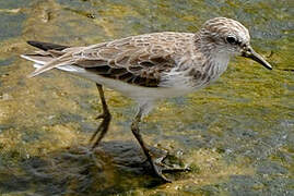 Semipalmated Sandpiper