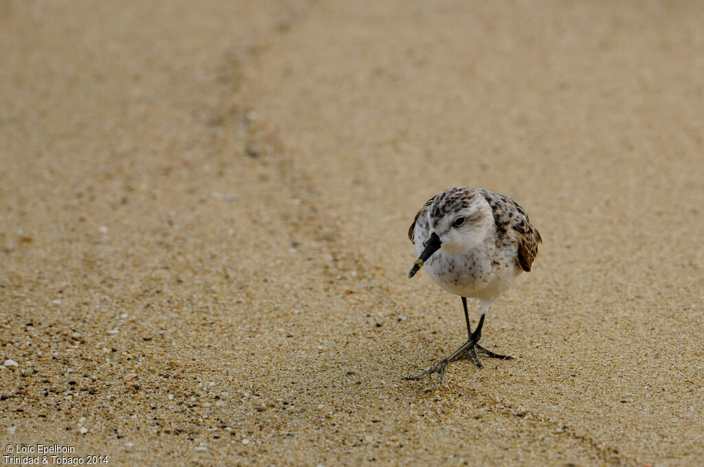 Semipalmated Sandpiper