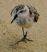 Semipalmated Sandpiper