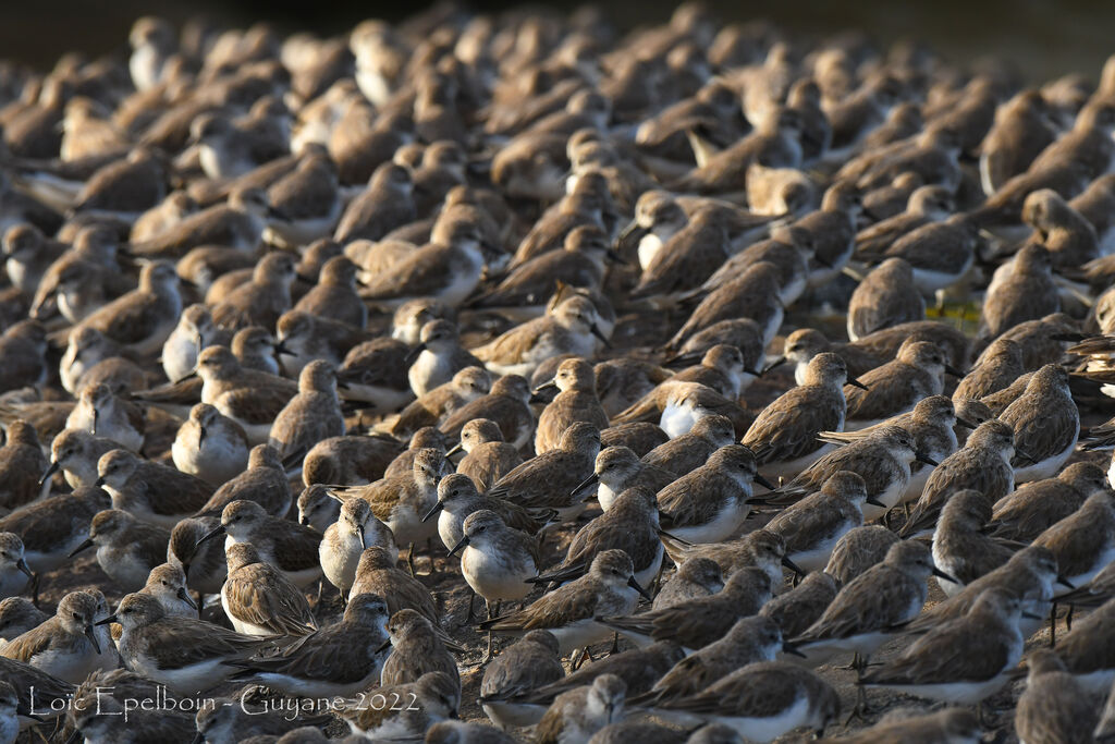 Semipalmated Sandpiper