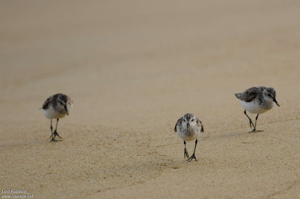 Semipalmated Sandpiper, close-up portrait, Behaviour