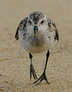 Semipalmated Sandpiper