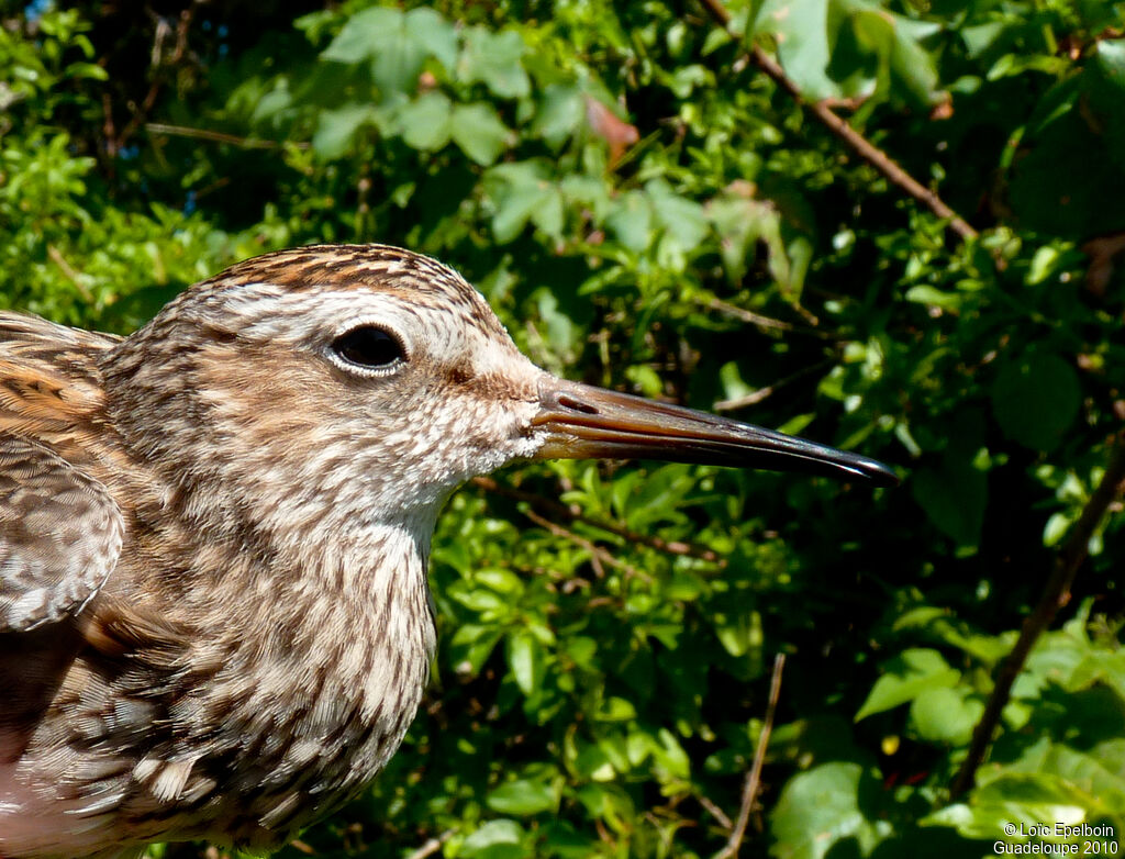 Pectoral Sandpiper