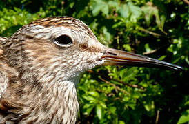 Pectoral Sandpiper
