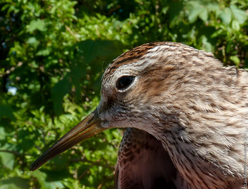 Pectoral Sandpiper