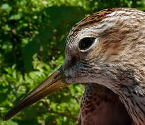 Pectoral Sandpiper