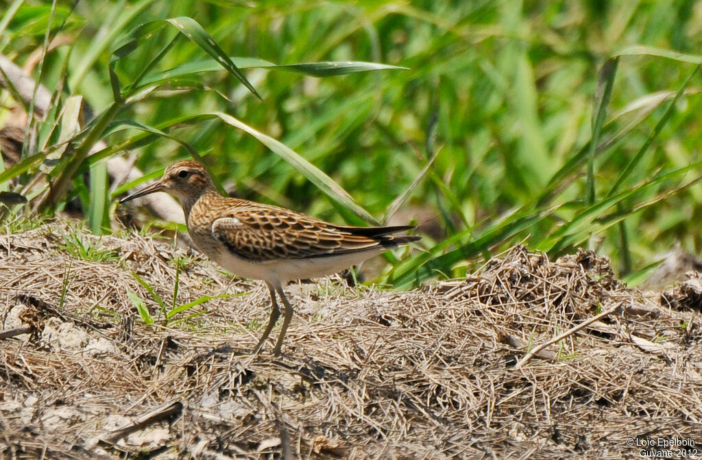 Pectoral Sandpiper