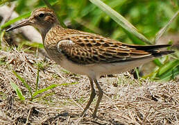 Pectoral Sandpiper