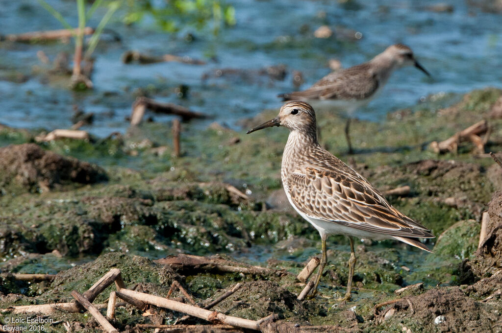 Pectoral Sandpiper