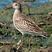 Pectoral Sandpiper