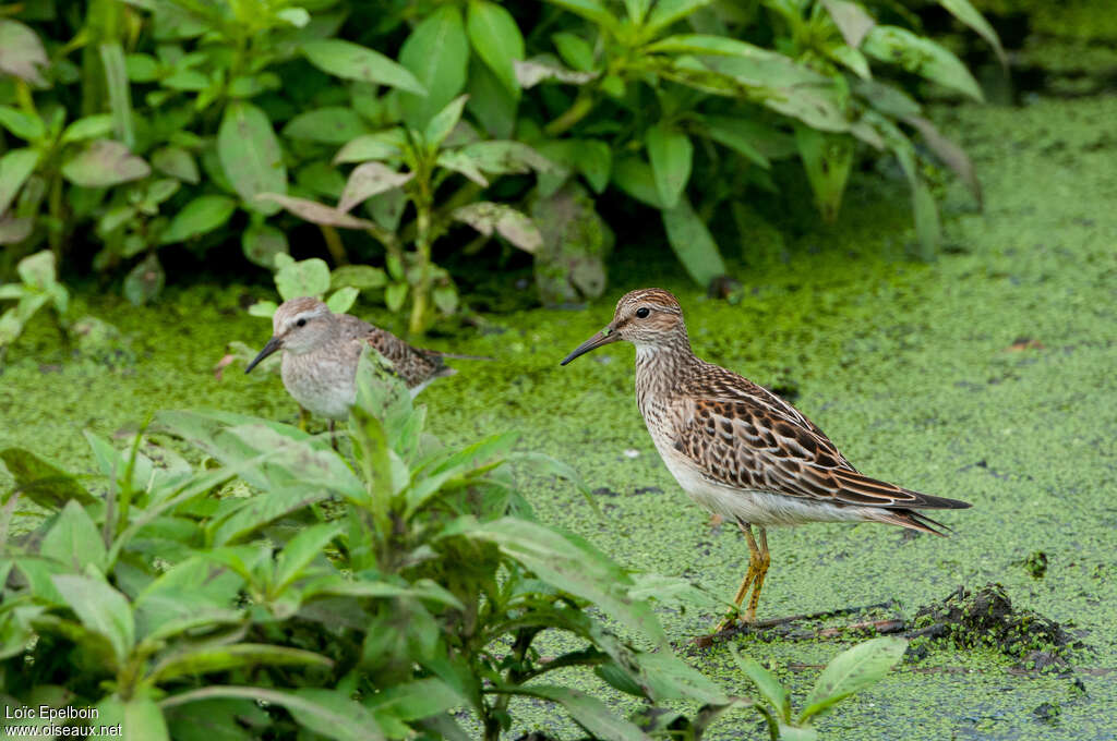 Pectoral Sandpiperjuvenile, identification