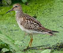 Pectoral Sandpiper